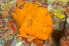 orange frogfish